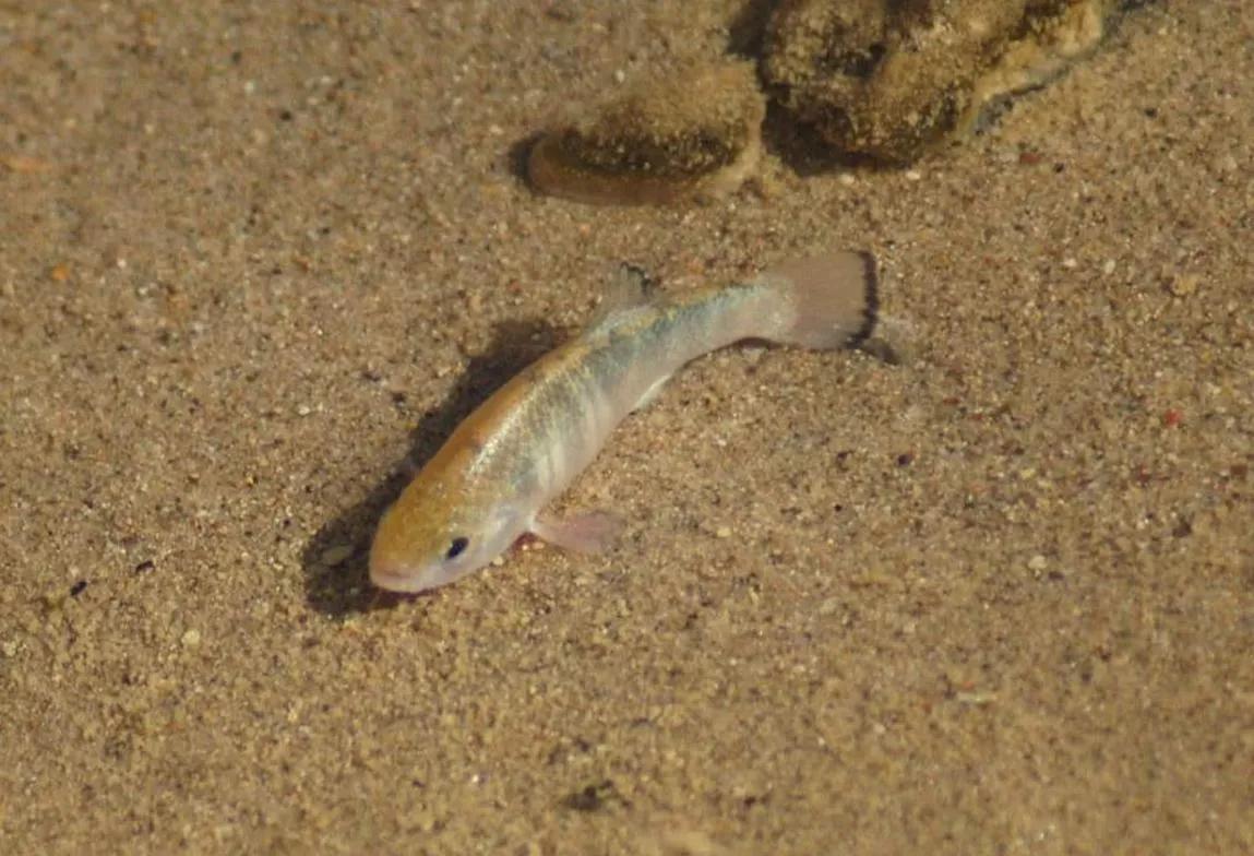 沙漠鱼濒临灭绝,全球仅剩38条的沙漠鱼怎样