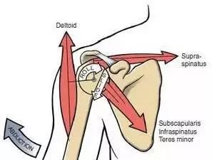 中医怎么看肩膀冈上肌疼痛,肩膀冈上肌疼痛