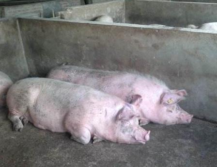 为什么怀孕母猪不能喂光玉米,怀孕母猪顽固性不吃食是什么原因