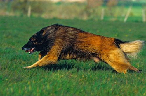 全世界100种名贵狗,世界上46多种名狗图文说明