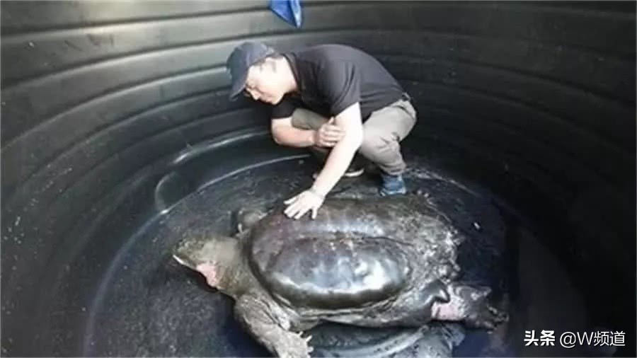 世界上最孤单的四种物种,世界上最令人难以置信的物种