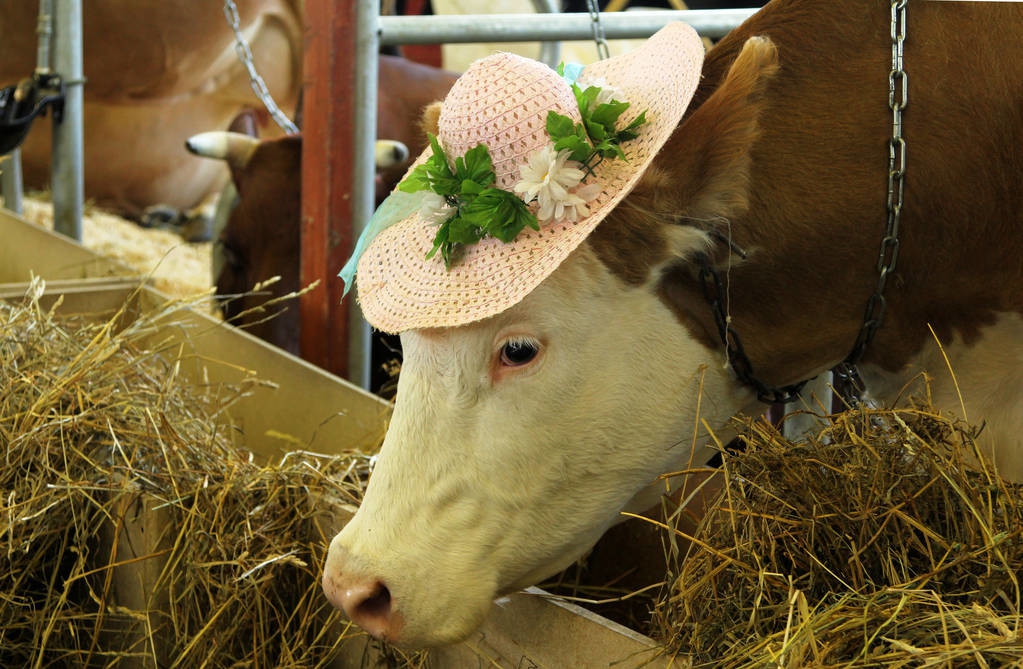 母牛产后胎衣不下如何处理,母牛产后不下胎衣怎么办