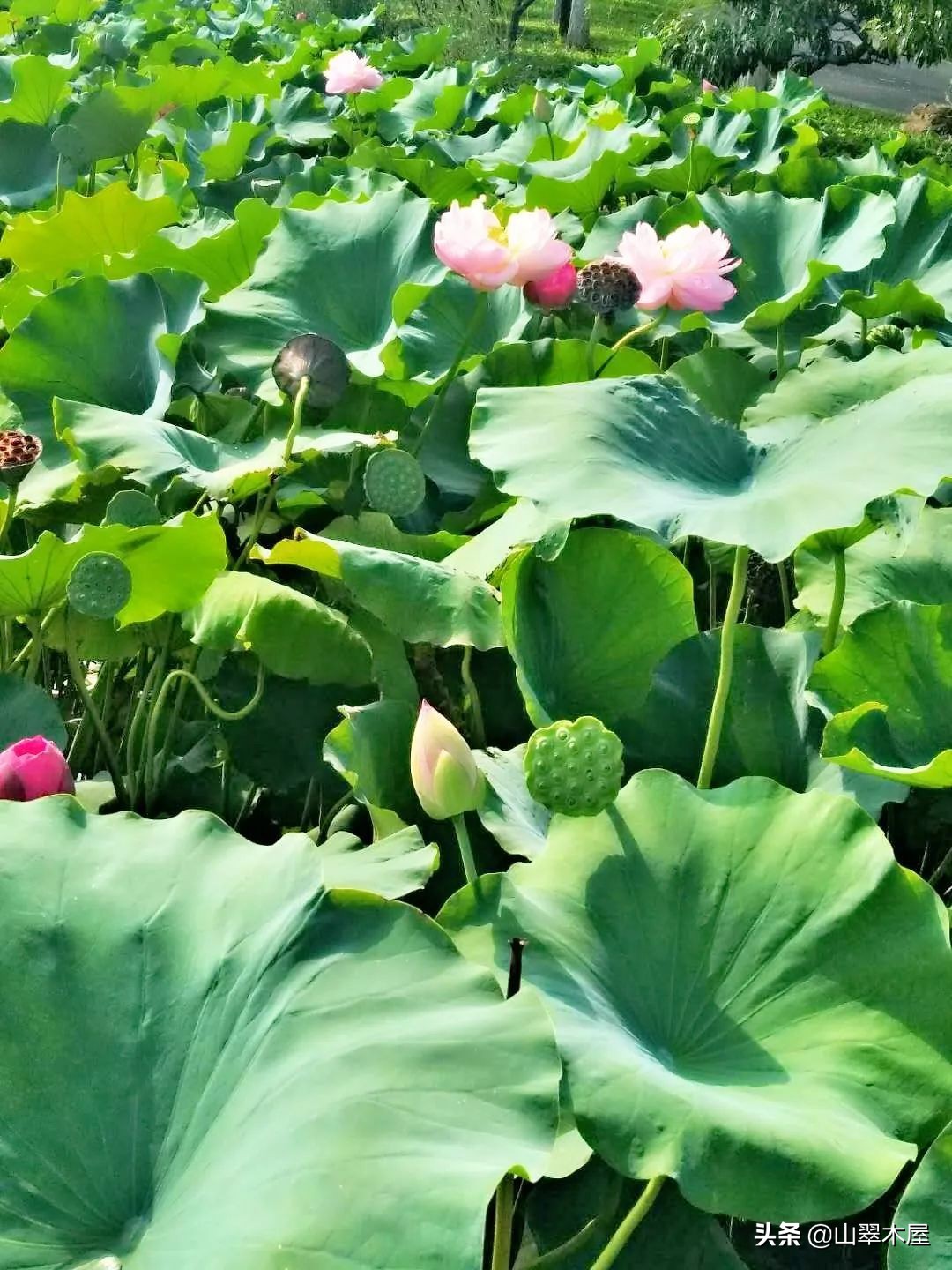 洛阳市欧亚国际学院,洛阳欧亚国际学院怎么样