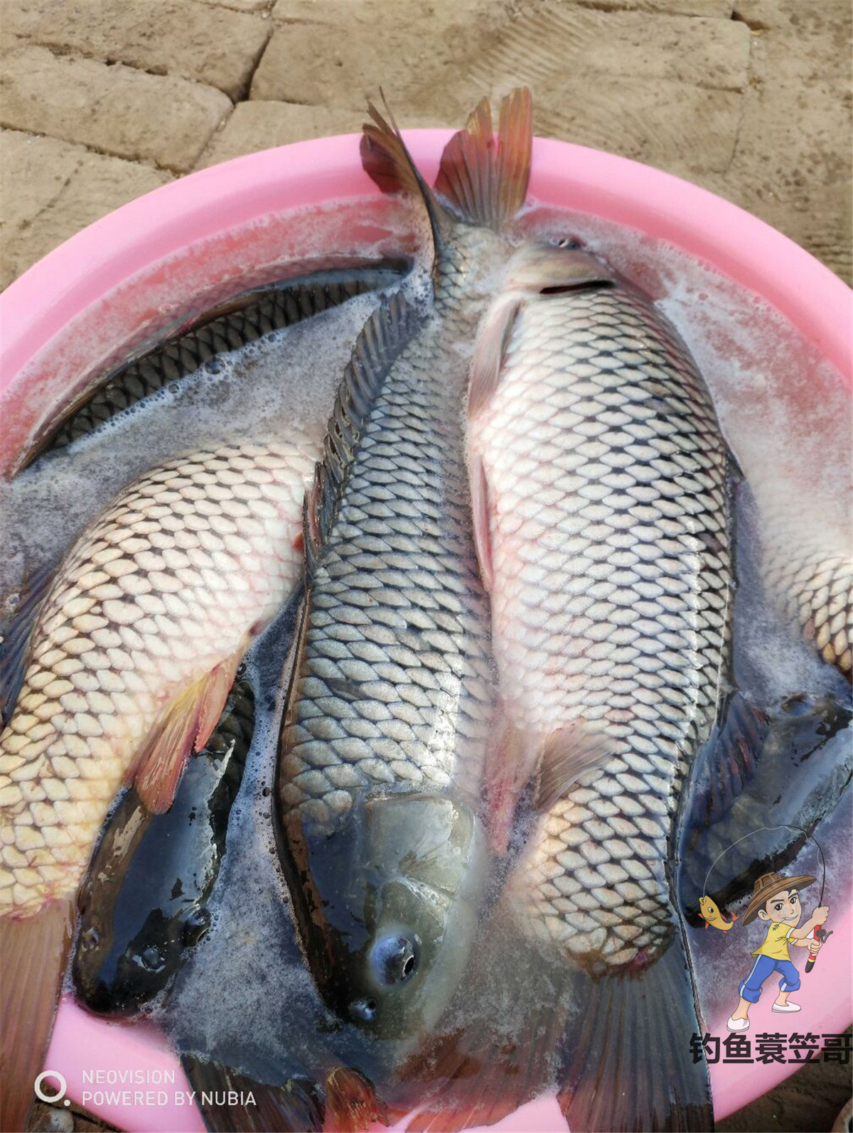 野钓鲫鱼爆护,野钓怎么提高鱼获呢