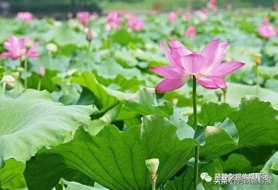 城市推介官推介家乡,武汉城市推介会