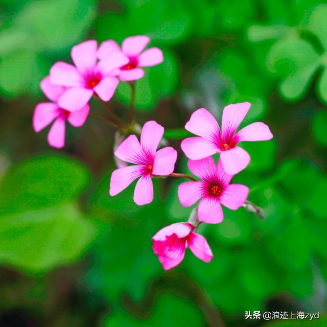 满地都是草的功效与作用,大面积红花酢浆草