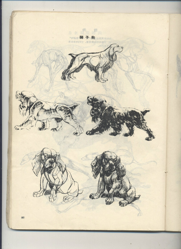 一百幅动物素描,近百幅动物画