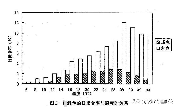 有哪些基础钓法初学者要学会,新手最稳妥的一种钓法