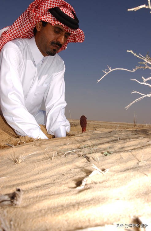 锁阳的寄生植物,荒漠寄生植物锁阳