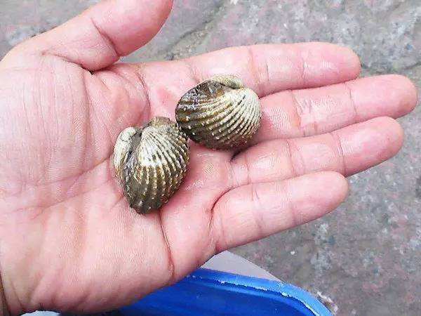 这四种海鲜只有生吃才好吃,海鲜怎么煮才能原汁原味