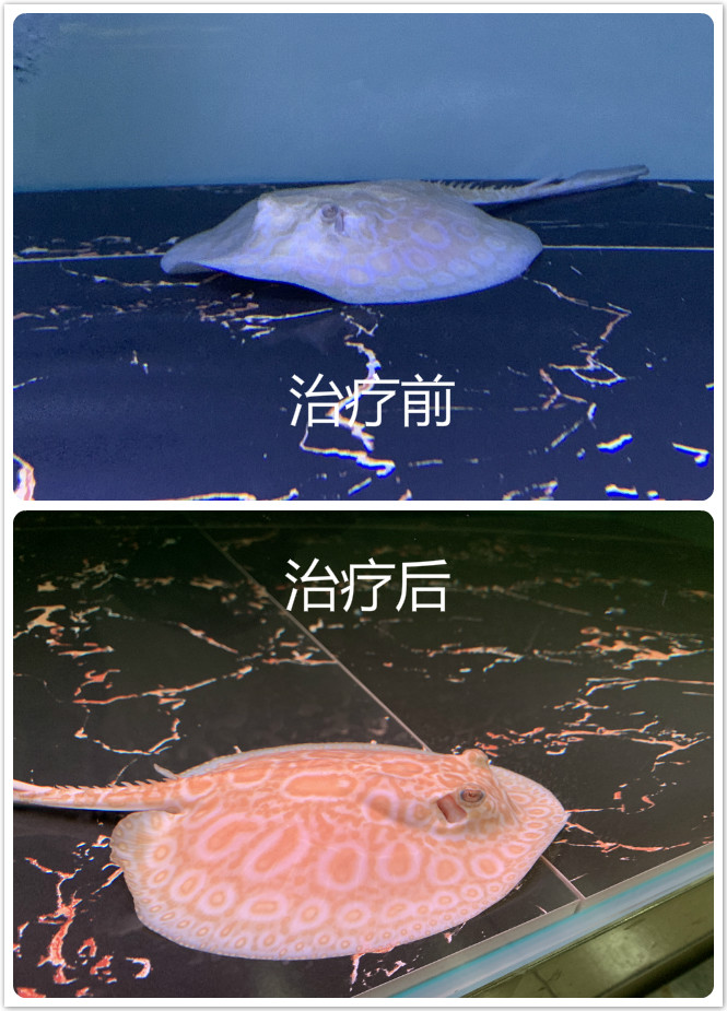 魟鱼葫芦口是什么意思,魟鱼出现葫芦口还继续喂食吗