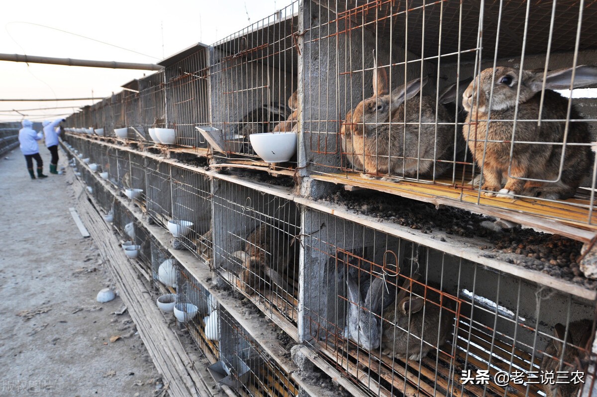 一个办法，解决冬天兔子饮水问题，长膘快，产仔多，一年多挣1000