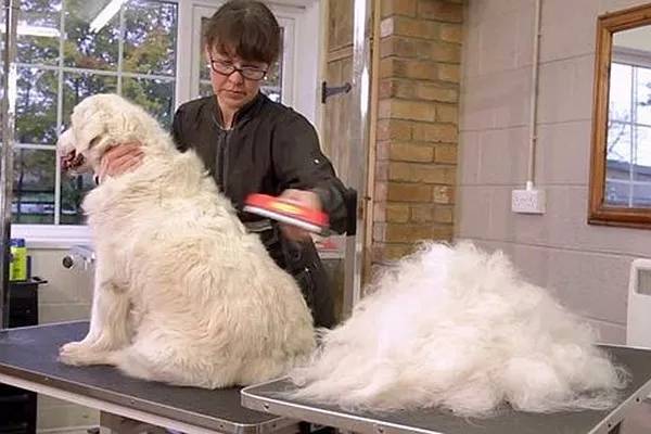 把狗毛都剃了狗会生气吗,把狗毛全部剃完跳蚤就没吗