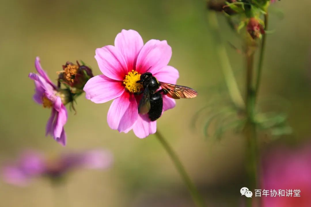 长期的咽炎恶变的机率大吗,咽炎经常犯会癌变吗
