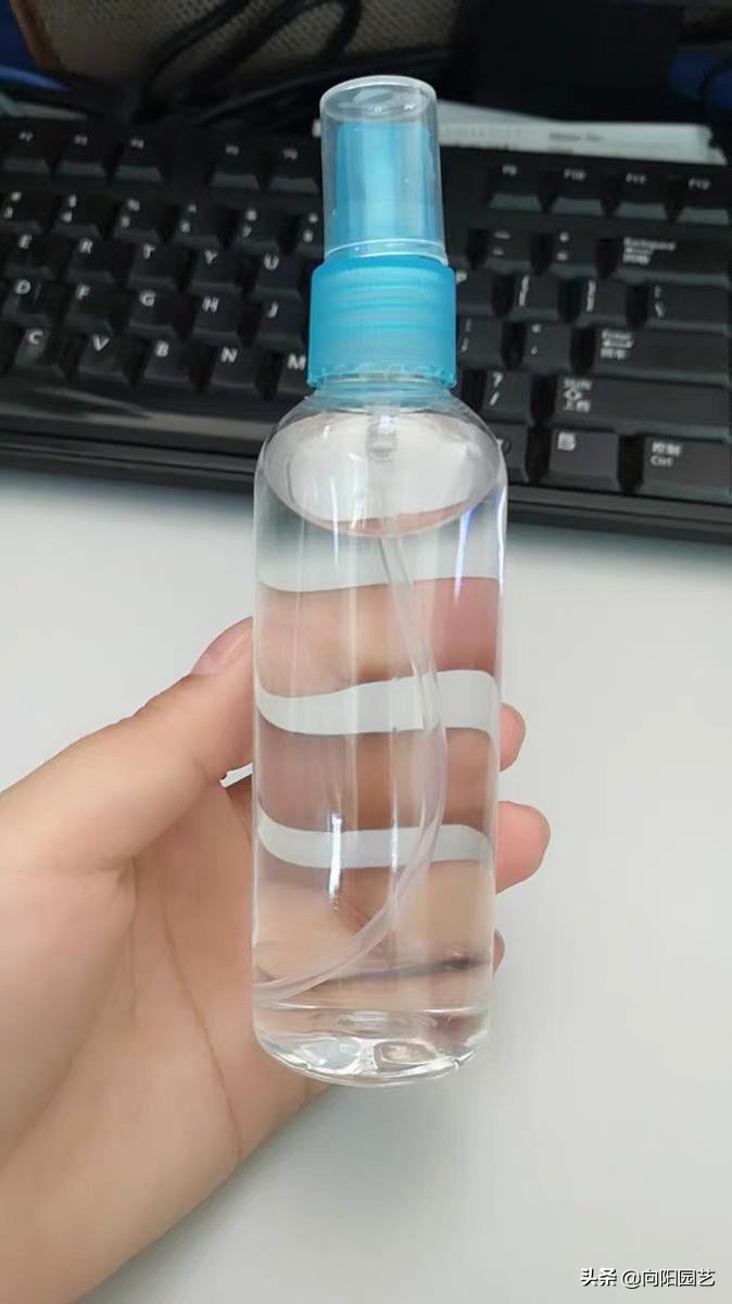 花盆底部的地虱虫怎么杀灭,花盆里有鼠妇虫怎么处理