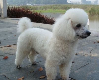 贵宾犬身上有腥气是什么原因,贵宾犬发臭是什么原因