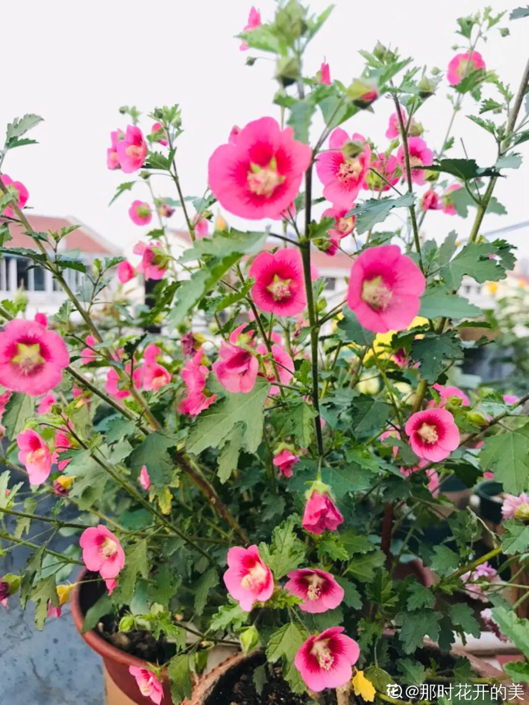 春天开的花有哪些常见又漂亮,十大名花在春天开的有哪些