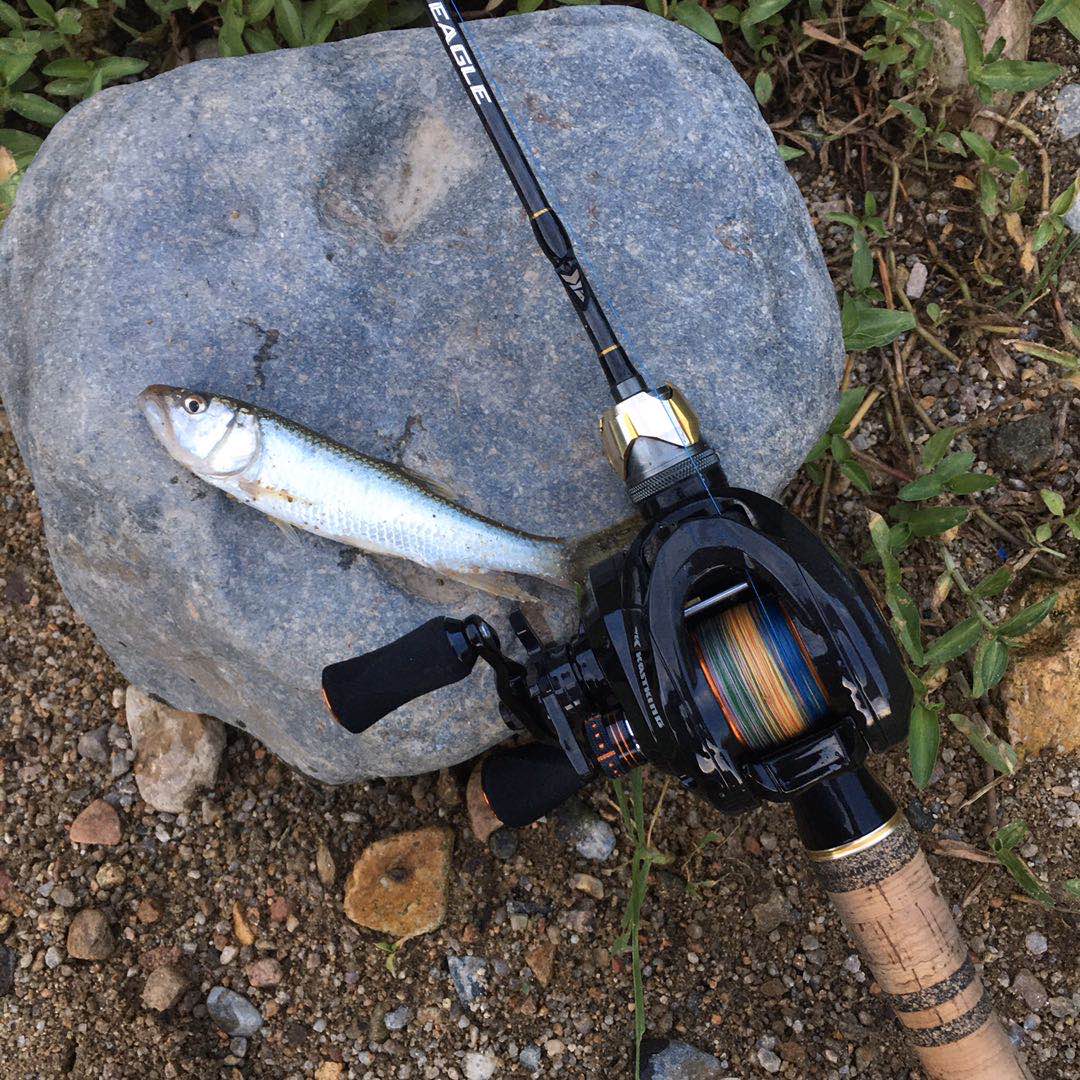 路亚马口技巧和选点,路亚马口用旋转亮片还是马口亮片