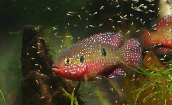 这四种嘴巴很贱的观赏鱼,优点就是很容易繁殖到爆缸!