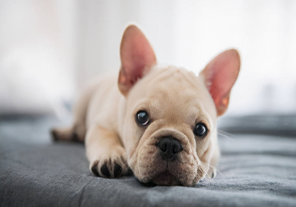 幼犬频繁尿尿每次尿一点是有炎症,健康养狗的正确方法