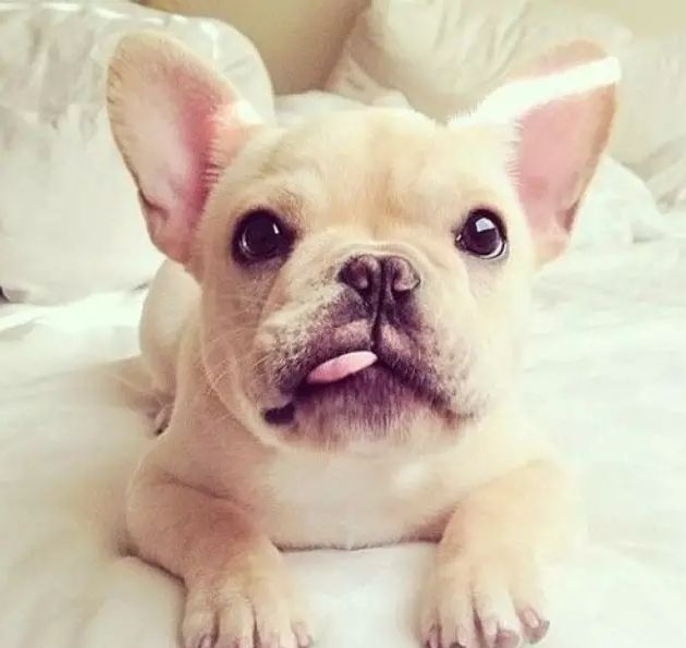 养狗首选这7种狗漂亮又好养,养狗不要养的七种狗养了都后悔