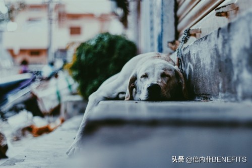 我家狗狗不喜欢吃饭怎么办,我家狗狗为什么不吃面条