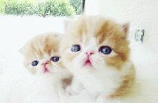 新猫到家被原住民报复,新猫到家被原住民吓应激