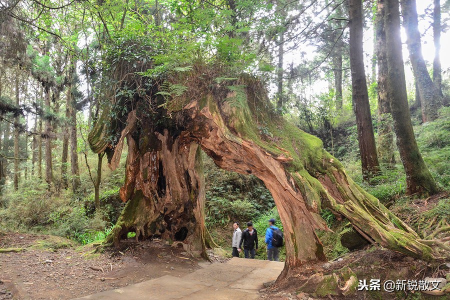 神木被说成阿里山的宝，它的神奇之处到底在哪里