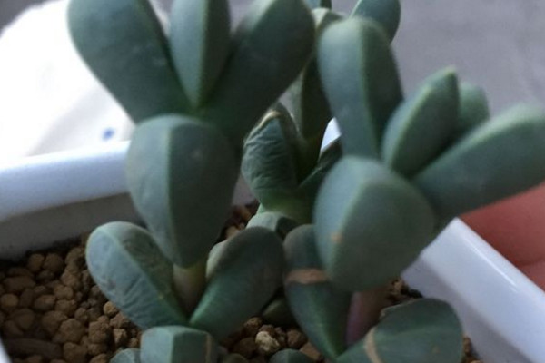 鹿角海棠叶子皱巴巴怎么办,鹿角海棠叶子皱了