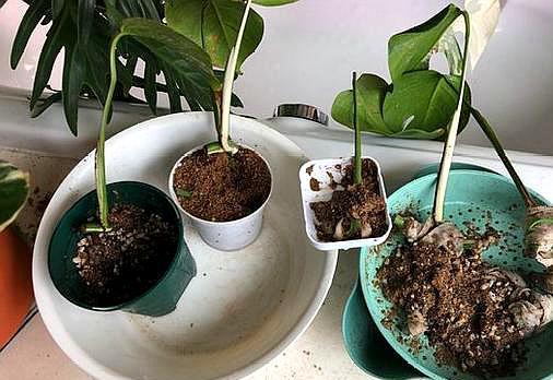 龟背竹扦插繁殖不长叶子只长根,龟背竹弱枝扦插繁殖方法