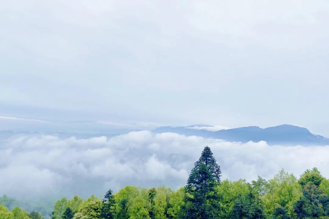 又见蒙顶云海，蒙顶山皇茶大酒店“观海”视野刚刚好！