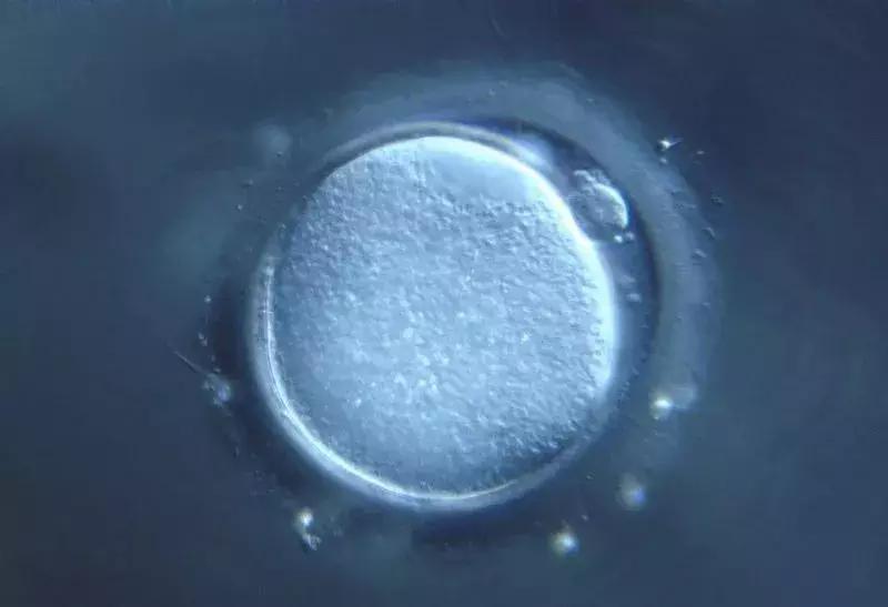 揭露代孕的骗局,揭露代孕黑色产业链的案例