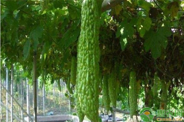 苦瓜结果少,苦瓜出苗慢的原因是什么