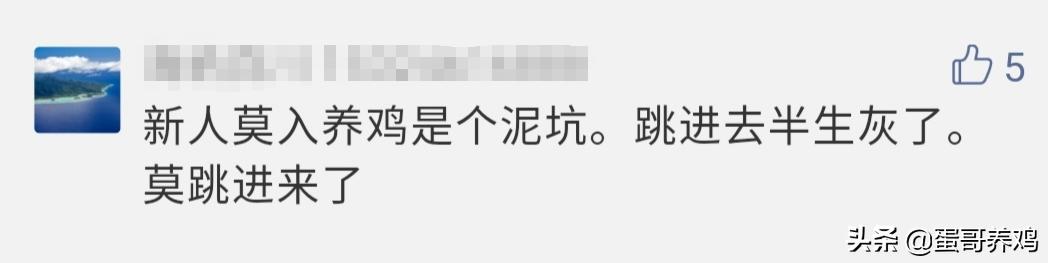 养10000只下蛋鸡一年收入,养1万只蛋鸡的利润