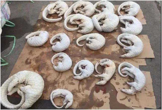 穿山甲除名是真的假的,穿山甲会被除名吗