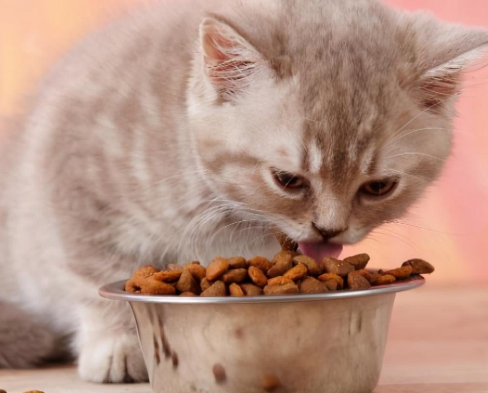 抚摸自己的猫咪被抓伤,抚摸猫咪猫咬手怎么办