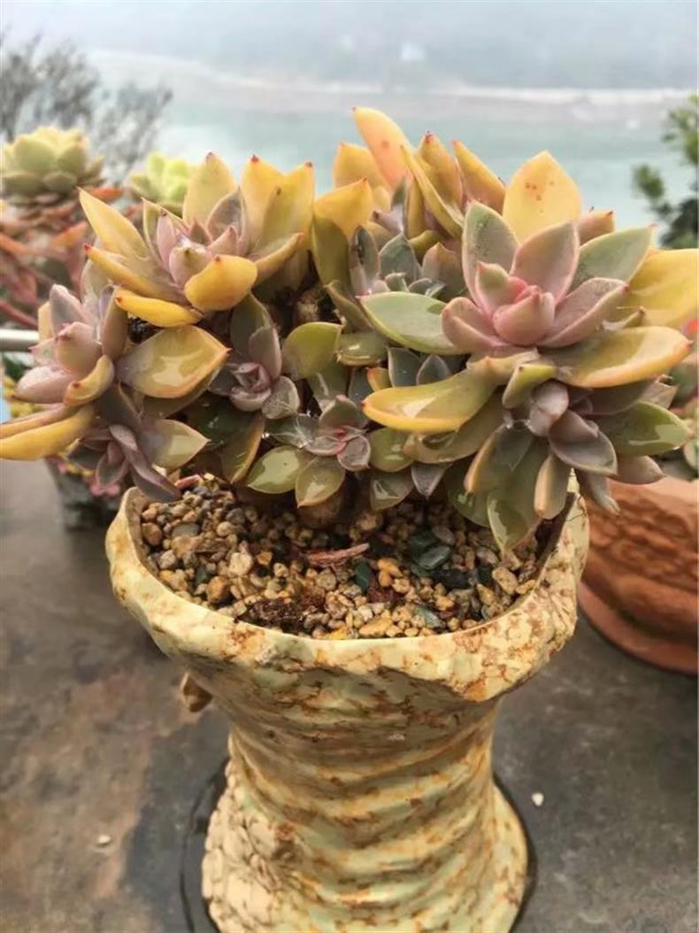 多肉老桩移栽后如何护理,多肉老桩的叶插