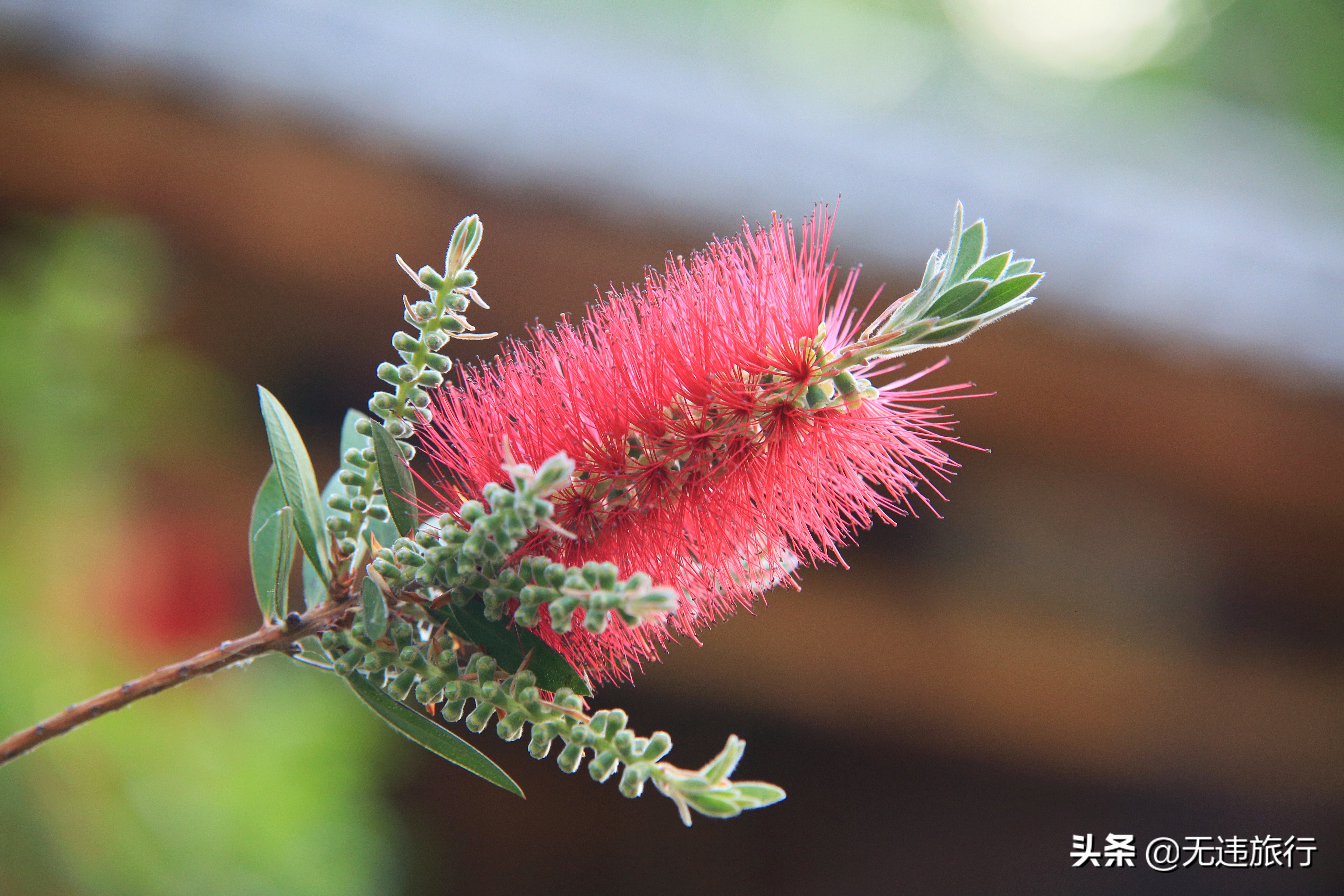 去大理鸡足山徒步旅行,大理鸡足山徒步登顶
