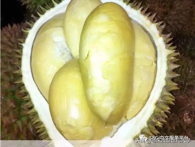 马来西亚榴莲品种大全,马来西亚d14榴莲是什么品种