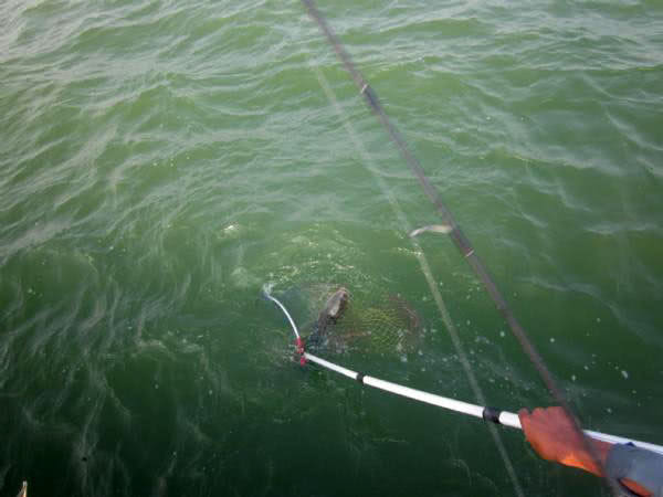 黑坑清江鱼钓鱼技巧和方法,网箱钓鱼技巧视频教程