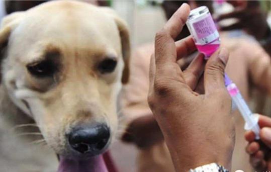 狗补钙怎么吃钙片,狗狗趴蹄吃什么钙片