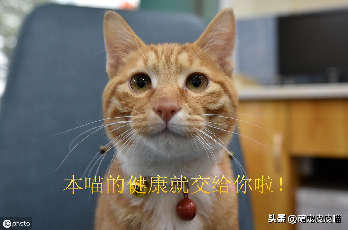 猫咪对着主人放屁是为什么,猫咪放屁特别臭是怎么回事