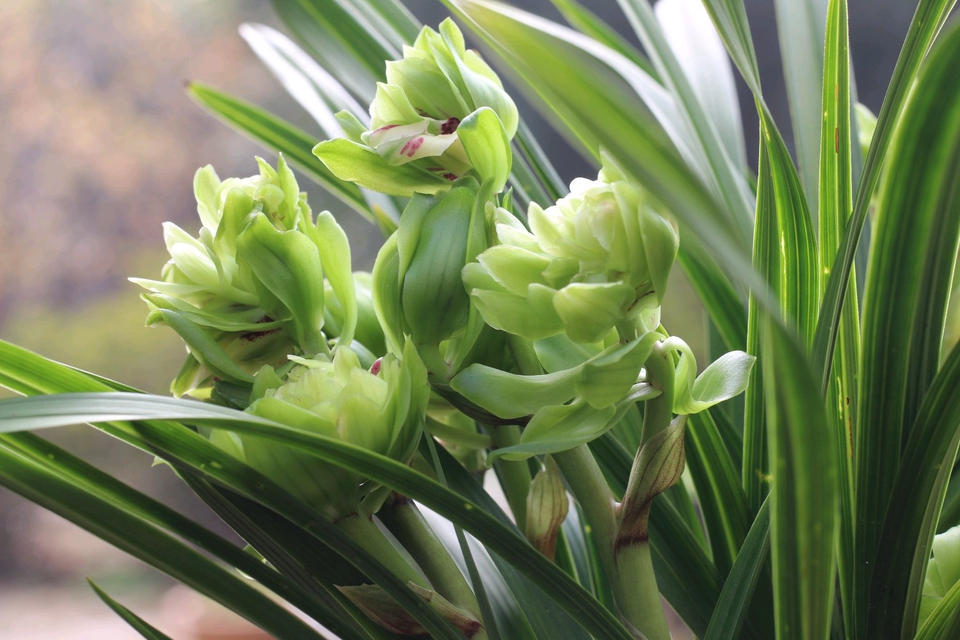 兰花上盆的正确方法和注意事项,兰花上盆时间及注意事项