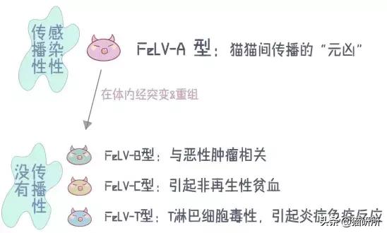 猫白血病病毒（FeLV）感染≠猫白血病≠安乐死