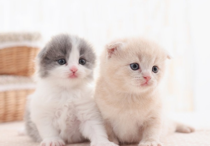 除了布偶猫最好看的宠物猫是什么,世界名贵猫咪品种是布偶猫吗