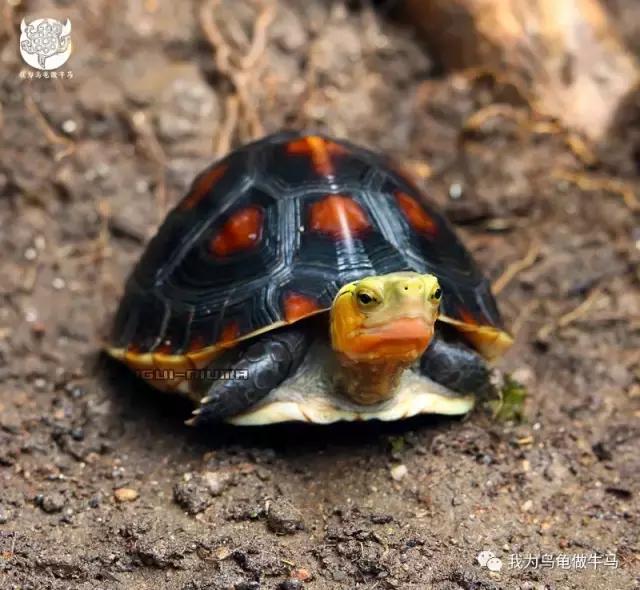 黄缘闭壳龟全集,黄缘闭壳龟和黄缘盒龟