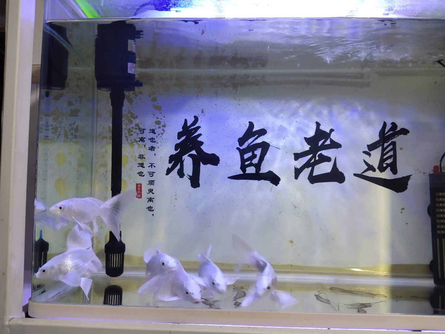 鱼缸下过滤粪便抽不干净,上过滤鱼缸怎么清理鱼的粪便