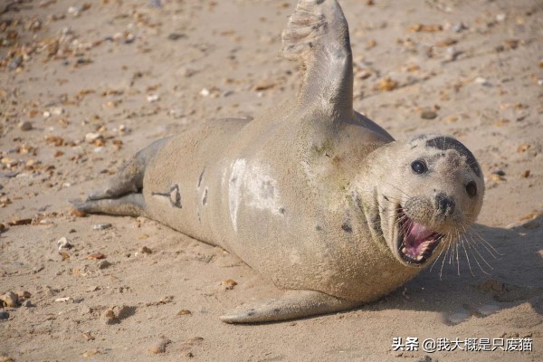 野生海豹不怕人,野生海豹保护
