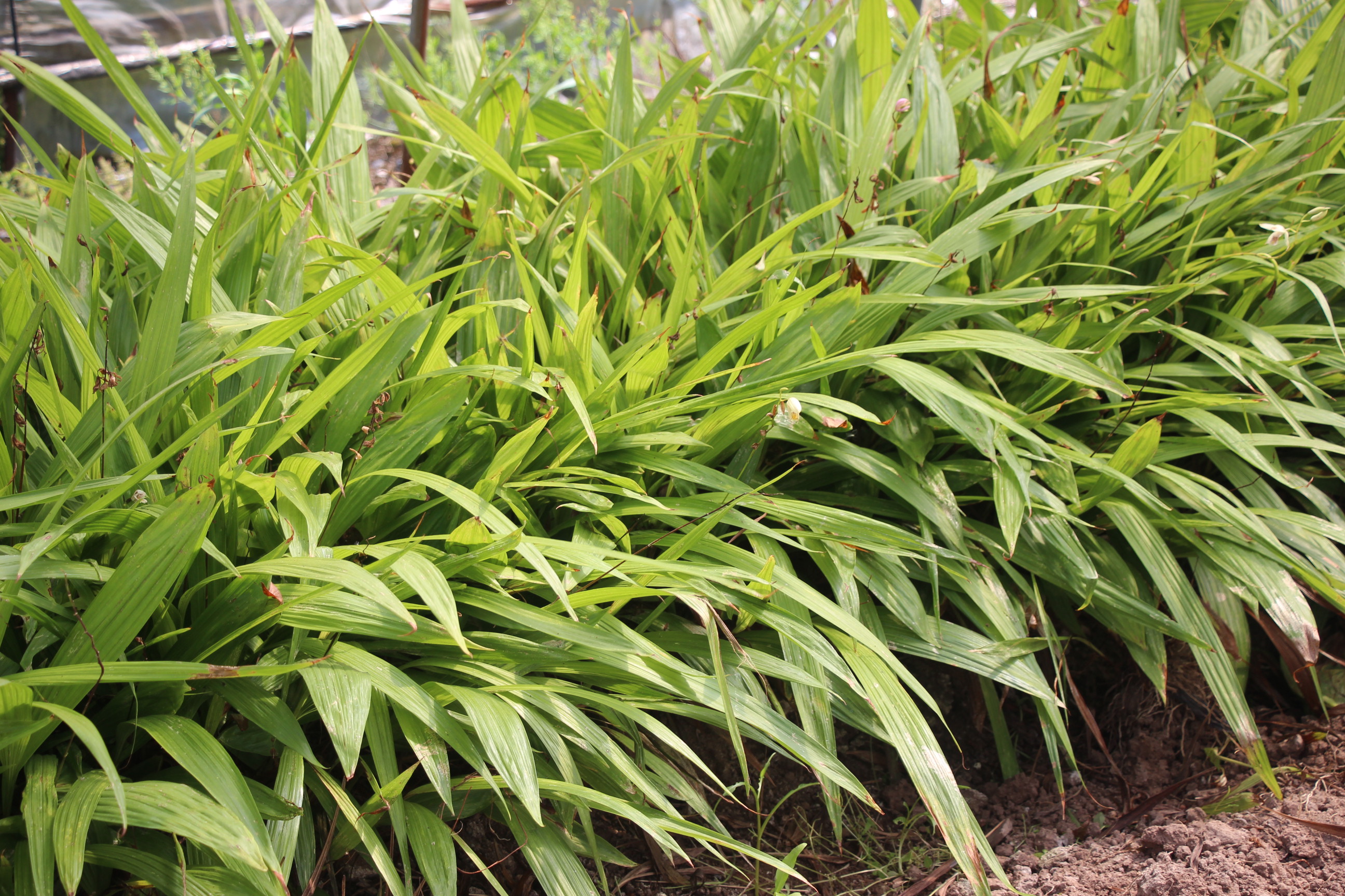 白芨出售时怎样分类,这段时间收购的白芨有哪些