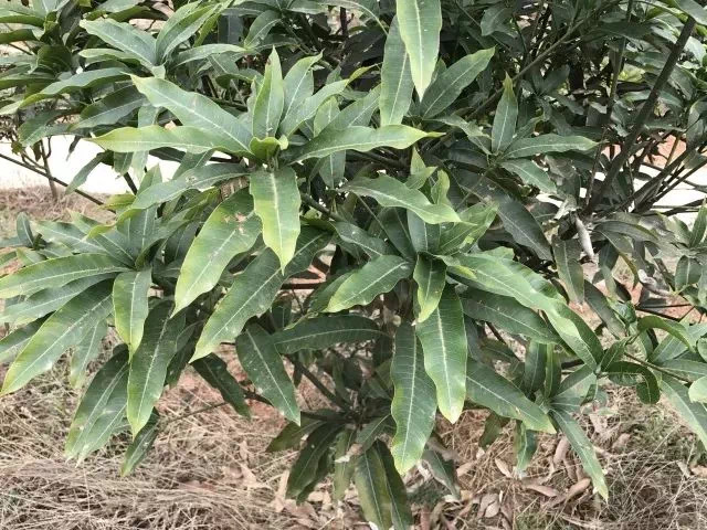 芒果叶子枯了怎么回事,芒果新叶病变怎么治疗